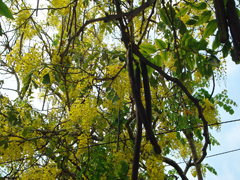 Cassia leiandra Marimari Cassia leiandra Marimari